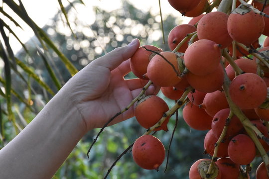 Person's hand holding red palm Veitchia merrillii fruit hanging on a tree in garden