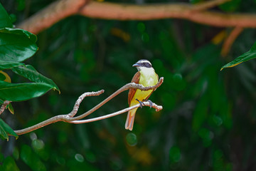 bird on a branch