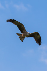 Red kite (scientific name Milvus milvus) in flight