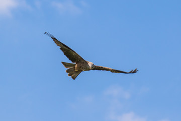 Red kite (scientific name Milvus milvus) in flight
