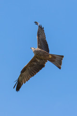Red kite (scientific name Milvus milvus) in flight