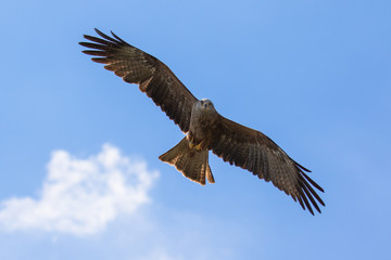 Fototapeta premium Red kite (scientific name Milvus milvus) in flight