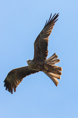 Red kite (scientific name Milvus milvus) in flight