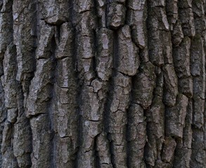 Tree bark texturewood texture in the forest