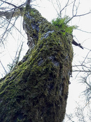 tree trunk with moss and fern