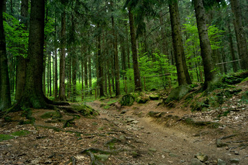 Tourist trail in the forest