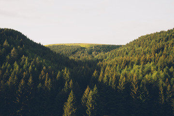 Sunset over a Forest