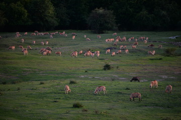 flock of sheeps in the green field at sunset