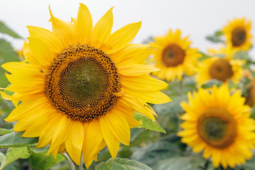 Obraz premium Close up of a beautiful single yellow sunflower at sunset - Helianthus-helios.