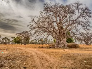 Rolgordijnen Tree of baobab © Mirek