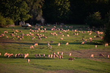 flock of sheeps in the green field at sunset