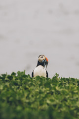 Puffin Headshot