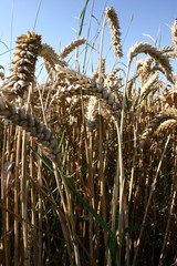 Weizenfeld  Nahaufnahme