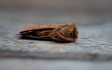 nachtfalter seitlich liegend auf Holz