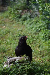 Black chicken