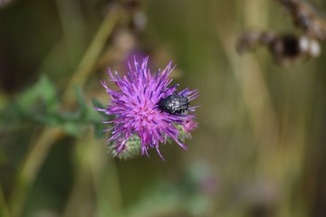 white spotted Rose beetle