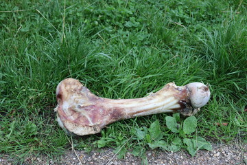 Obraz premium Large discarded bone on grass. Close up camera shot of giant bone outdoors in garden on green grass. Animal bone with no meat on