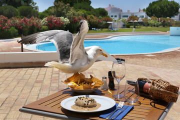 A seagull has arrived, wings spread, on a served table with food, wine, glasses, fried potatoes and steak in a restaurant against the backdrop of a pool and flowering trees at the resort.