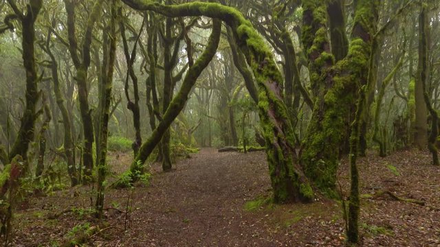Laufen auf einem Wanderweg im Nebelwald auf der Insel La Gomera im Nationalpark Garajonay