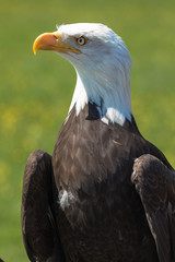 Closeup of an American Bald Eagle (scientific name Haliaeetus leucocephalus)