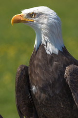 Closeup of an American Bald Eagle (scientific name Haliaeetus leucocephalus)