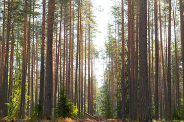 Green wild forest nature. Beautiful green rain forest. Pine forest. Natural environment. Pine trees in nature. Branches and trees.