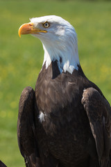 Closeup of an American Bald Eagle (scientific name Haliaeetus leucocephalus)