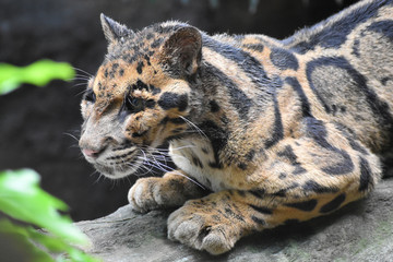 ウンピョウ
