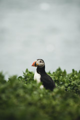 Posing Puffin