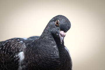 Pigeon in black and white