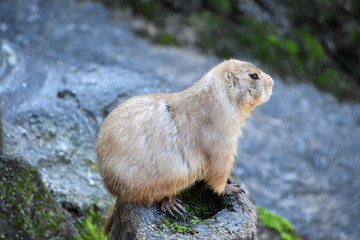 プレーリードッグ