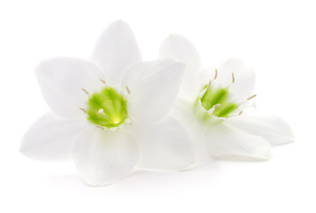 Obraz na płótnie Canvas Two white flowers.
