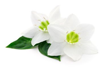 Obraz premium Two white flowers.