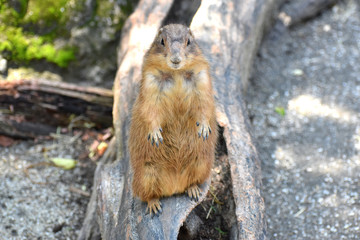 プレーリードッグ