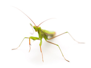 Mantis isolated on white background.