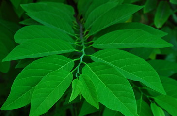 close up of a green leaf