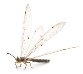 Dragonfly damselfly isolated.