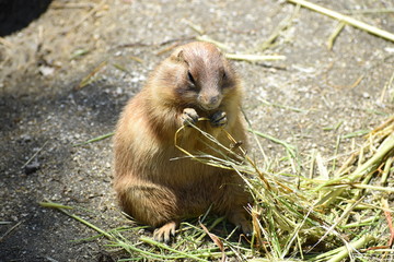 オグロプレーリードッグ