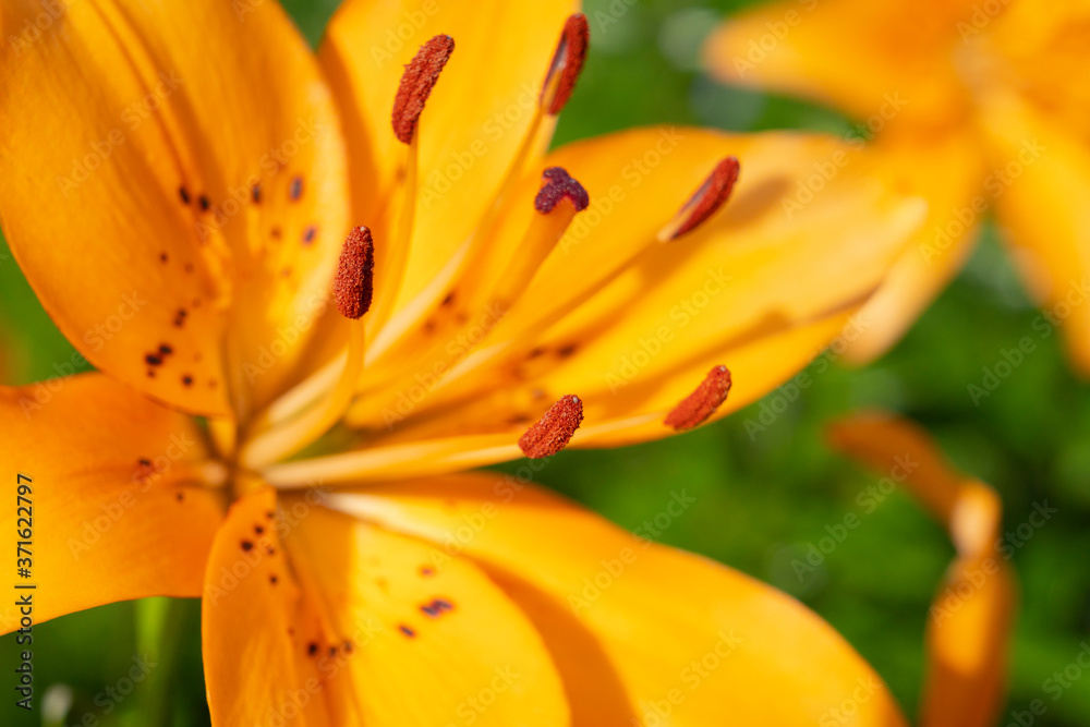 Wall mural macro shot colorful lily flower. agriculture concept design. beautiful flower in tropical garden. co