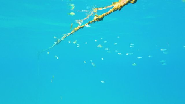 Pesci gialli in Calabria nel mare Mediterraneo