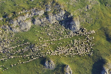 flock of sheep climbing the mountain in the morning