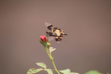 Picturewing fly on flower