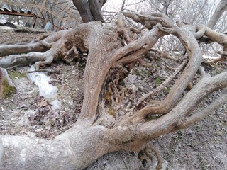 the root of a huge tree