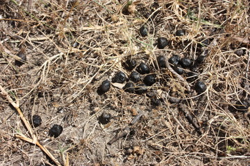 brown and black goat poop on the dry grass of summer