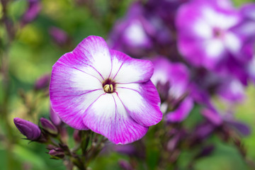 Macro shot colorful flower. Agriculture concept design. Beautiful flower in tropical garden. Colorful flower. Flower bouquet background texture