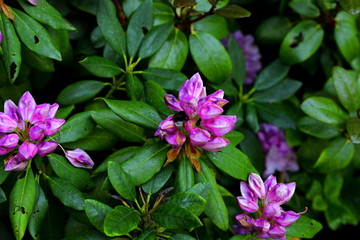 Piękne kwiaty kwitnące wiosna w ogrodzie botanicznym © Andrzej - RajPlanet