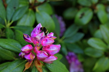 Piękne kwiaty kwitnące wiosna w ogrodzie botanicznym © Andrzej - RajPlanet