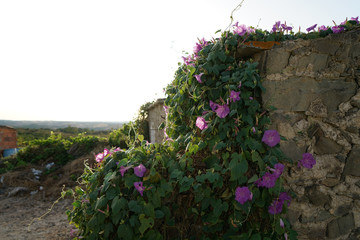 Abandoned place in summer photographed with natural light