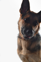 german shepherd portrait