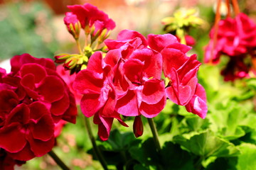 Piękne pelargonie kwitnące latem w ogrodzie botanicznym © Andrzej - RajPlanet
